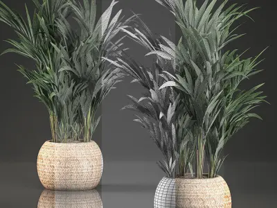 Decorative palm in a in a basket 569 3D model