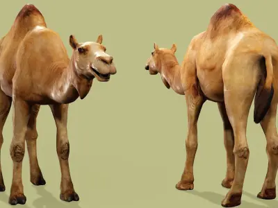 CAMEL RIGGED ANIMATED 10 Low-poly 3D model