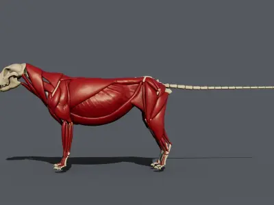 Leopard anatomy 3D model