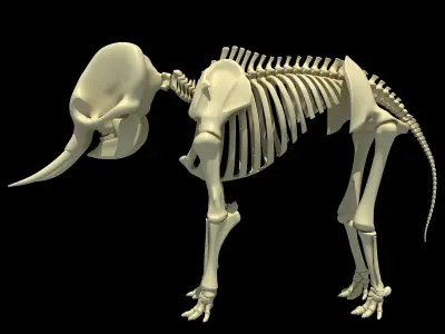 Elephant Anatomic Asian Skeleton 3D model