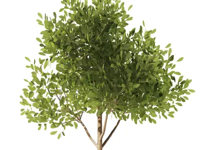 Olive With Ivy Plant Set1 3D model