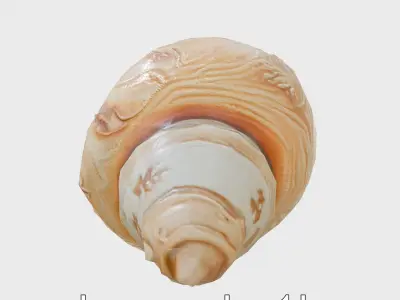 Chambered Nautilus Shell with Intricate Spirals 3D Model Low-poly 3D model