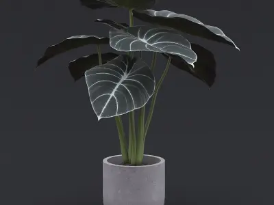Interior Plants Pack 3D Model Collection