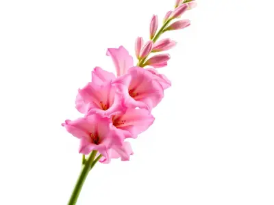 Pink Gladiolus Flower model pack Low-poly 3D model