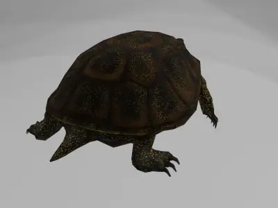 European pond turtle Low-poly 3D model