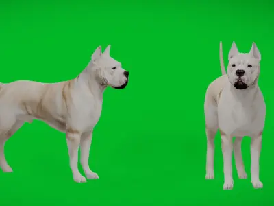 Dogo Argentino Dog Low-poly 3D model