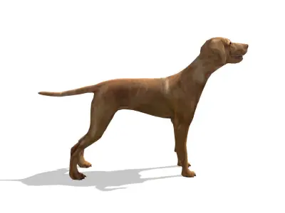 Vizsla Dog Low-poly 3D model