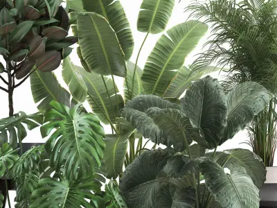 Houseplants in a flowerpot for the interior 1023 3D model