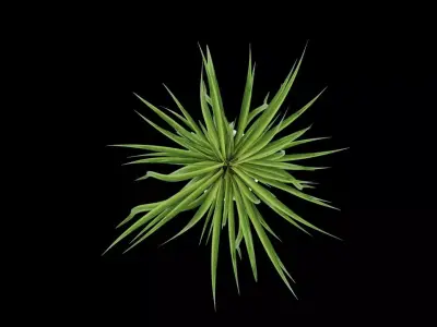 Plant Pot Decor Free 3D model