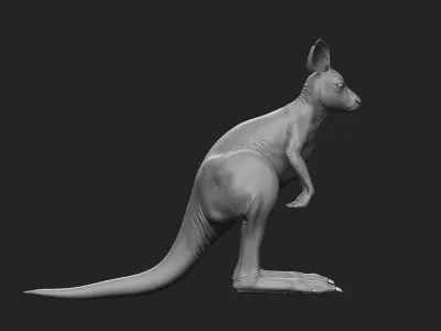 Kangaroo baby 3D model