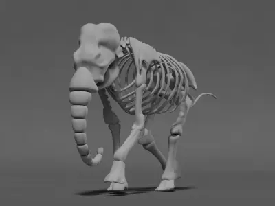 Elephant Skeleton 3D model