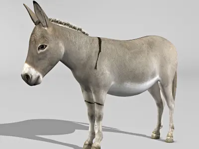 Donkey 3D model