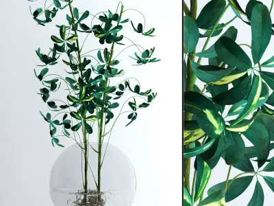 Schefflera Double 3D model
