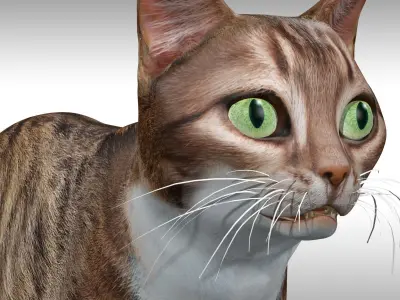 Cat Rig Low-poly 3D model