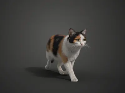 Calico Cat 02 Animated VFX Grace 3D model