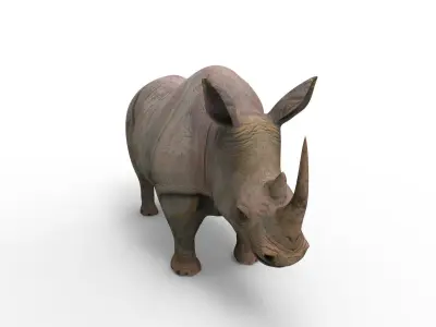 Wild 3d Rhino Rigged Model Low-poly 3D model