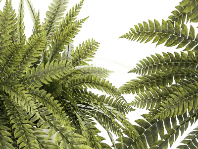 Set of beautiful fern and Dracaena plants in pots for interior  3D model
