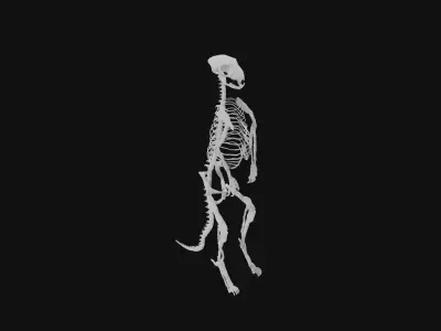 Meerkat skeleton 3D model