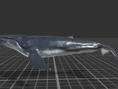 Humpback Whale Low-poly 3D model