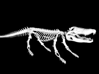 Crocodile Skeleton Low-poly 3D model