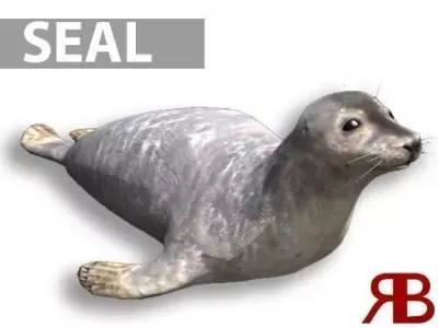 Seal animated Low-poly 3D model