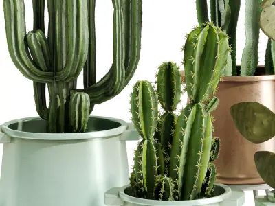 Cactus Collection in a metal pot - indoor plants 685 3D model