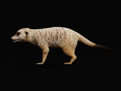 Slender Tailed Meerkat Mongoose 3D model