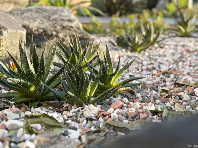 Maxtree Plant Models Vol 25 - Mesh 3D model