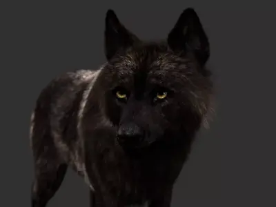 Black Timber Wolf FUR Animated 3D model