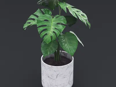 Cheese Plant II 3D model