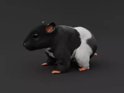 Realistic Hamster Low-poly 3D model