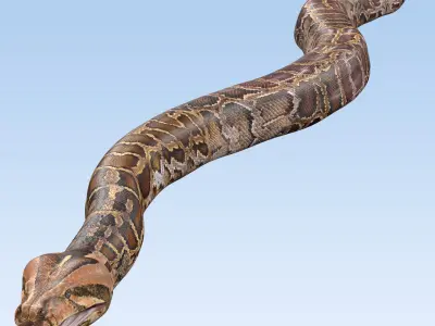 Burmese Python Snake 3D model