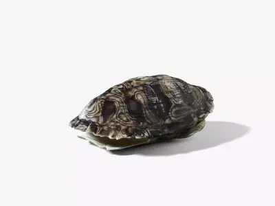 Painted Turtle Shell 3D model