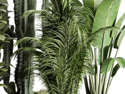 indoor plant ravenala  rubbery palm bamboo cactus concrete dirt  3D model