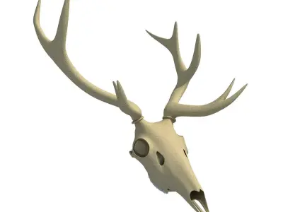 Deer Skull 3D model