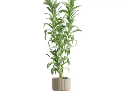 Indoor Plants Pack 88 3D model