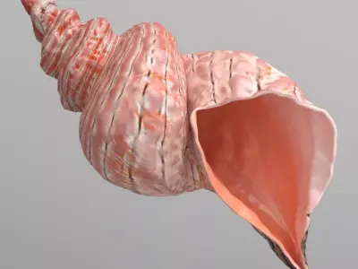 Conch Shell 3D model