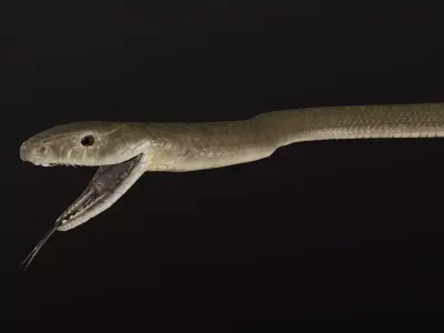 Black Mamba Snake Low-poly 3D model