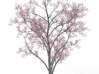 2020 XfrogPlants Blossoming Trees Library  3D model