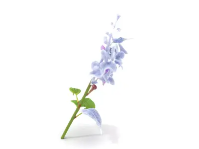 Lavender Floral Stalk model pack Low-poly 3D model