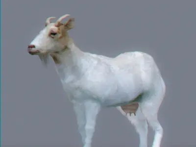 Pack - Domestic Animals Rigged 3D model