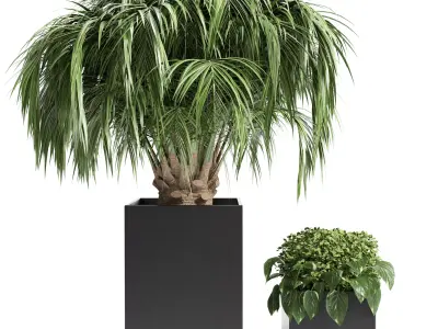 Outdoor plant 13-palm tree 3D model