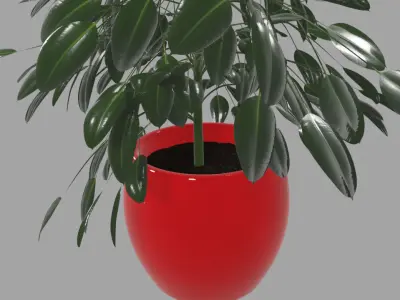 Ficus plant in a red vase with potting 3D model