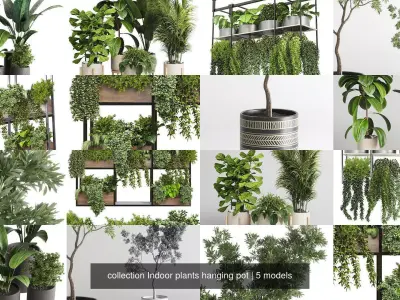 collection Indoor plants hanging pot