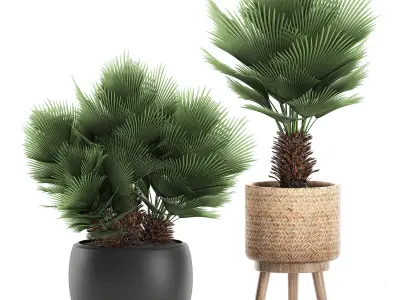 Decorative Chamaerops palms in a white flowerpot 576 3D model