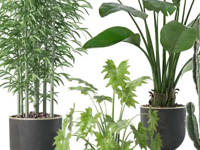 Plants collection 128 3D model