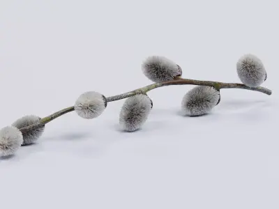 -Willow Catkins on Branch- 3D model