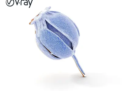 Decorative Seed Pod Model Pack for Realistic Rendering Low-poly 3D model