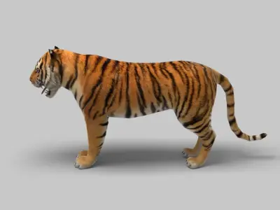 Tiger 3D model 3