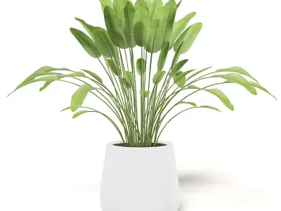 Plant 3D Model in White Pot 3D model